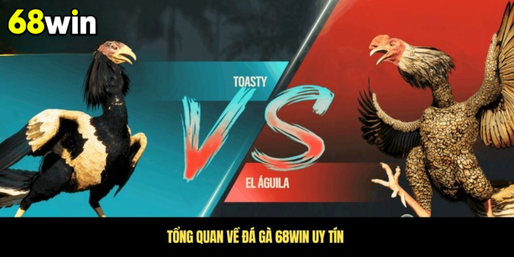Đá gà cựa dao 
