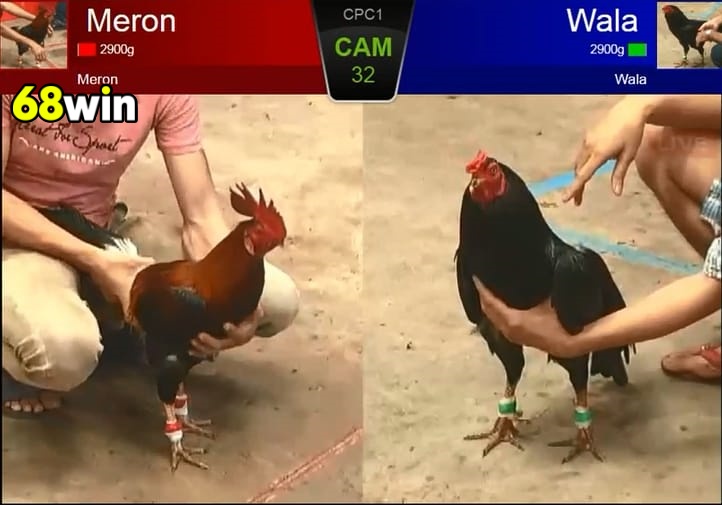 Đá Gà Cựa Sắt 68Win